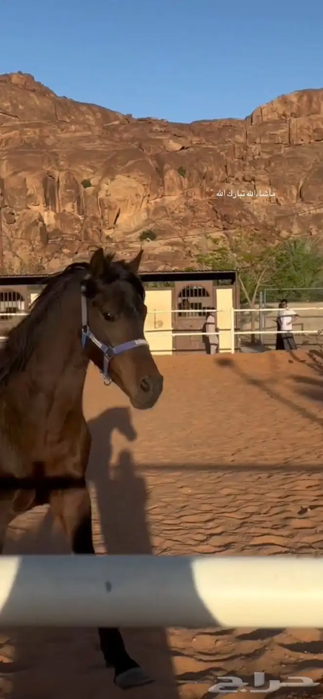حصان ركوب طرب 4