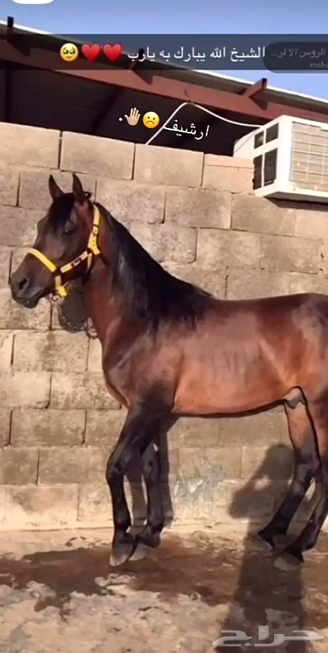 حصان ركوب طرب 0