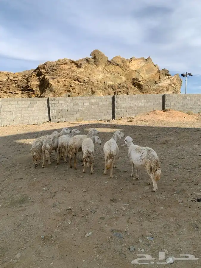 ضان مقاني 10