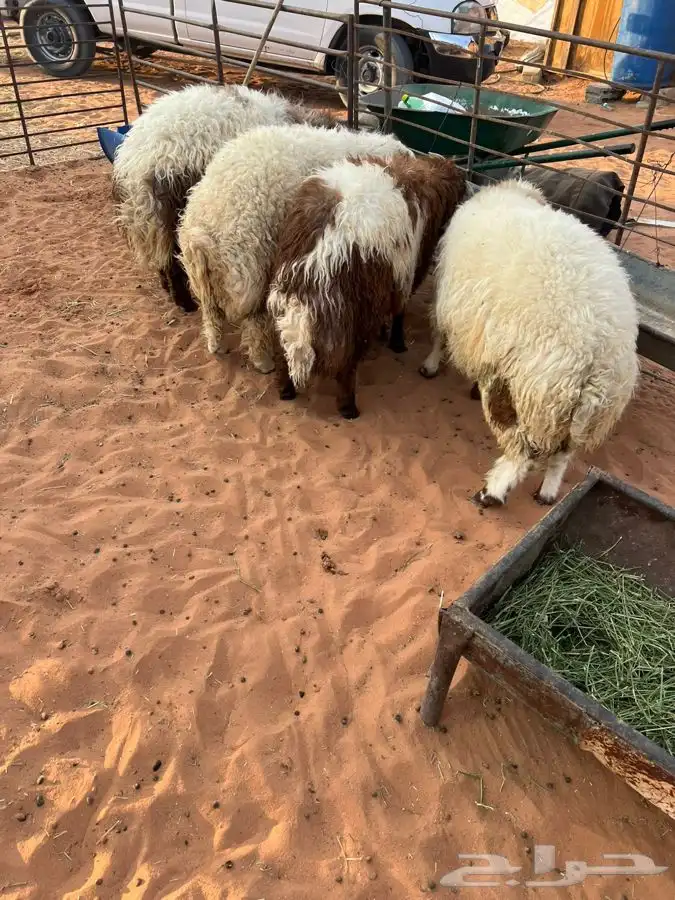 للبيع عدد 4 طليان نعيم 0