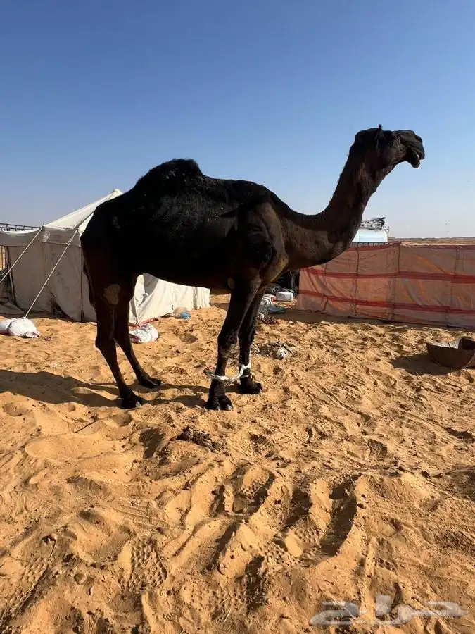 فحل مجهم كفو علي جميع الشروط 0