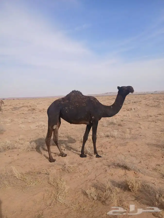 فحل مجهم كفو علي جميع الشروط 3