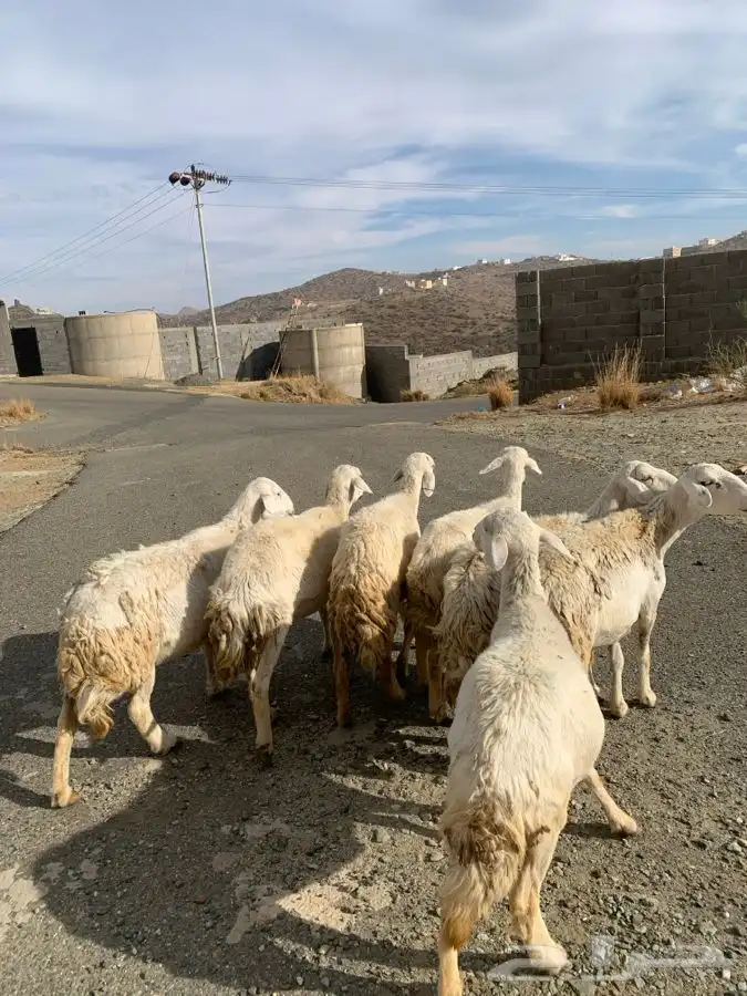 ضان مقاني 14