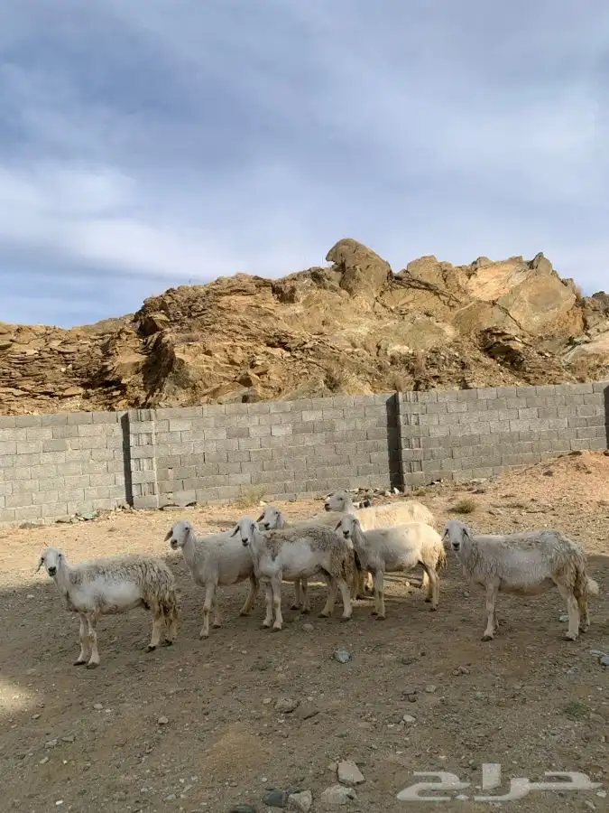 ضان مقاني 21