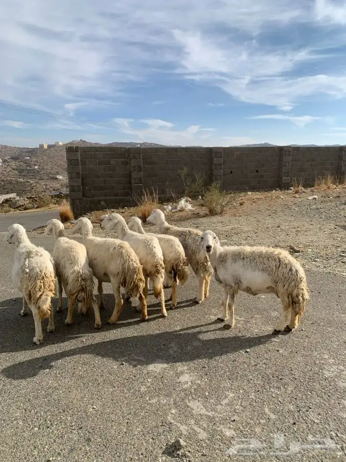 ضان مقاني 16