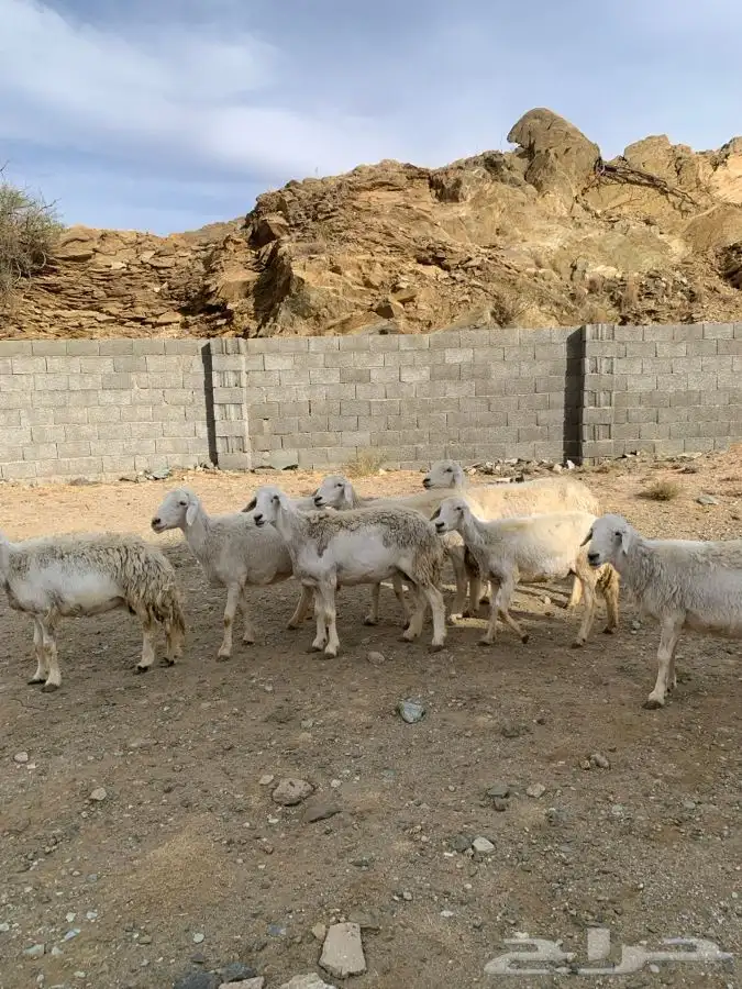 ضان مقاني 20