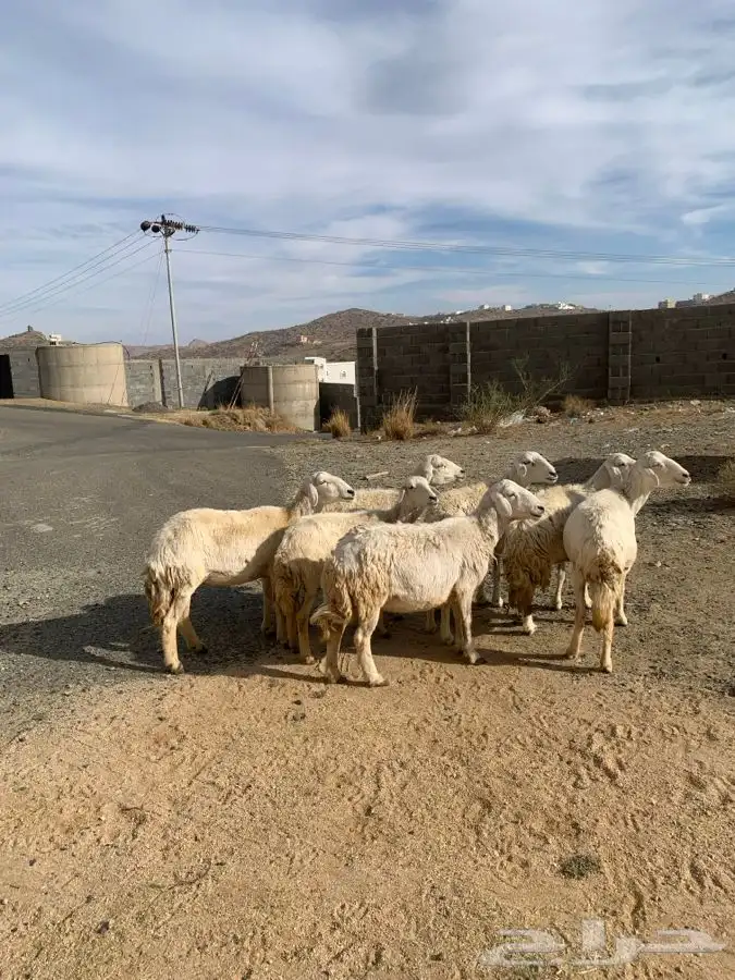 ضان مقاني 12