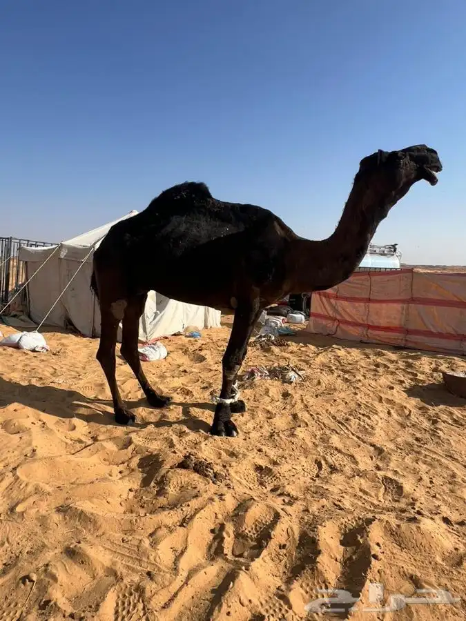 فحل مجهم كفو علي جميع الشروط 2