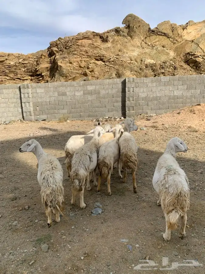 ضان مقاني 23