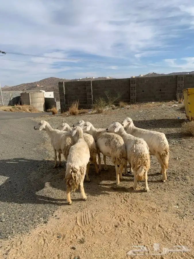 ضان مقاني 13