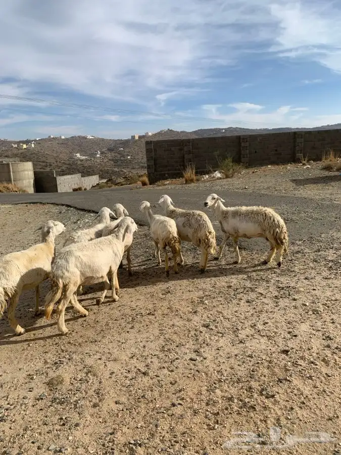 ضان مقاني 18