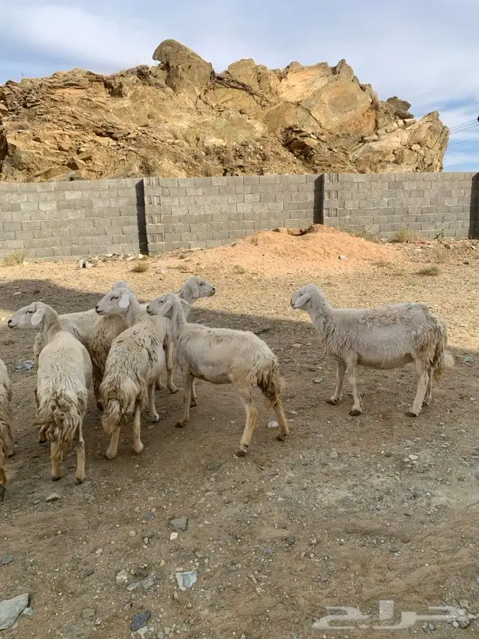 ضان مقاني 28