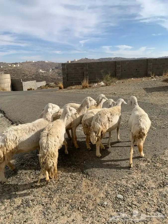 ضان مقاني 17