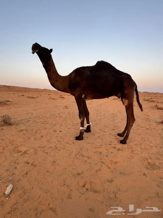 فحل مجهم كفو علي جميع الشروط 1