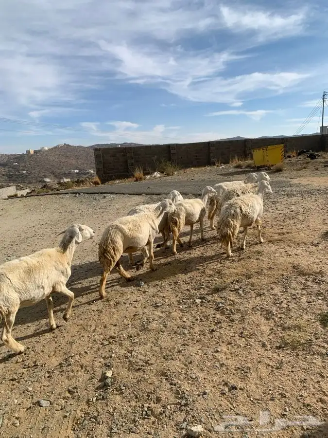 ضان مقاني 11