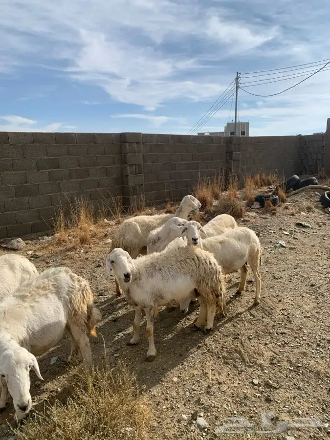 ضان مقاني 26