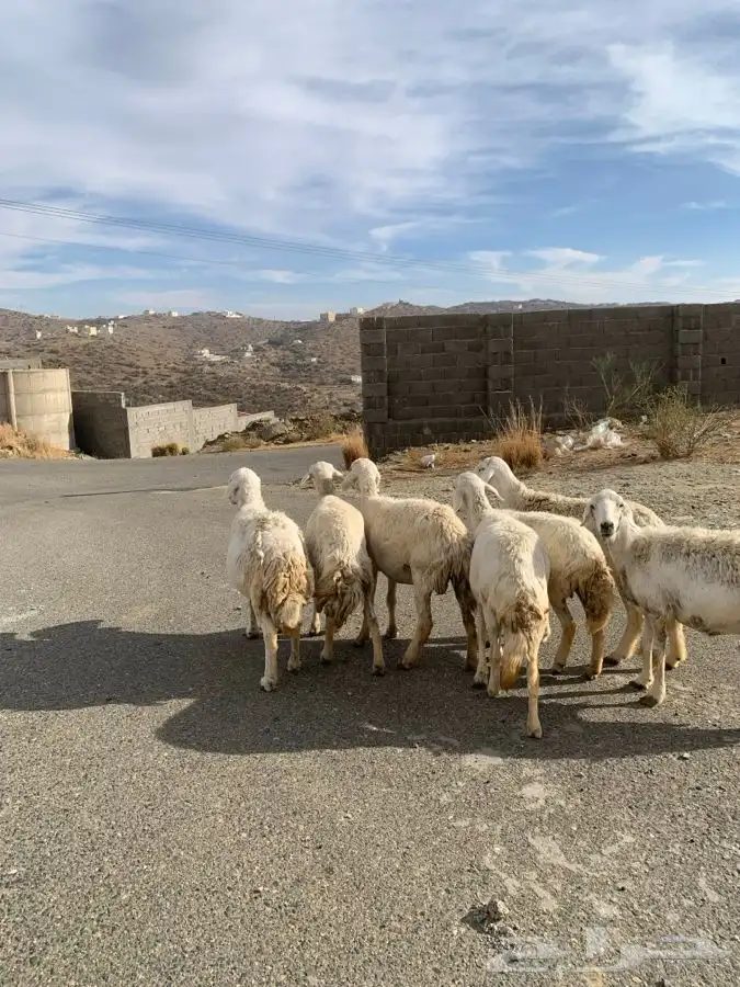 ضان مقاني 15