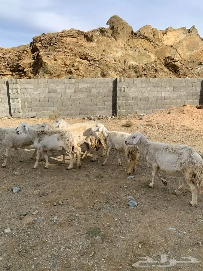 ضان مقاني 25