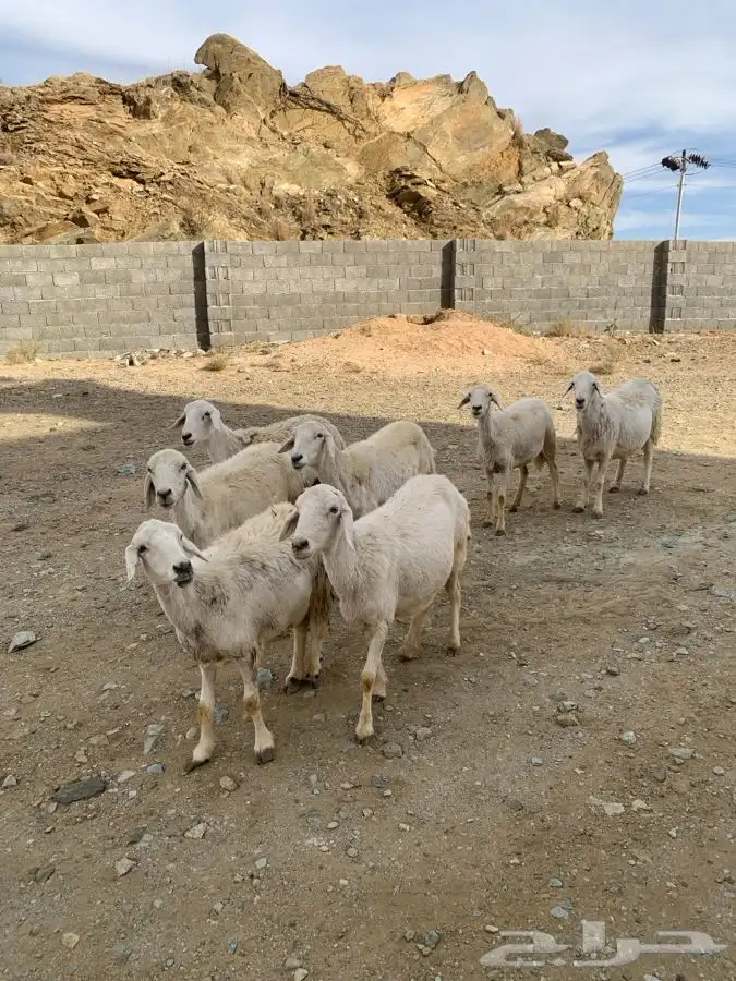 ضان مقاني 27