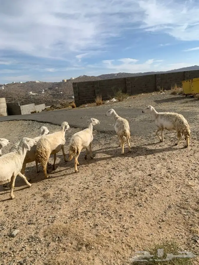 ضان مقاني 19