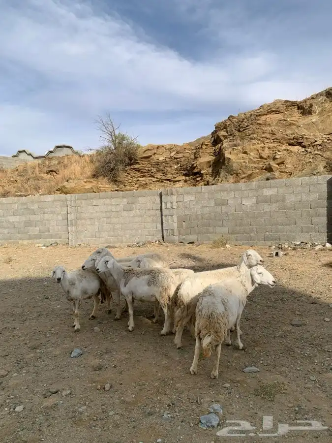 ضان مقاني 22