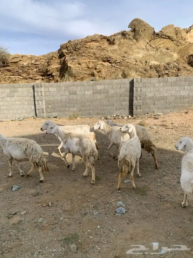 ضان مقاني 24