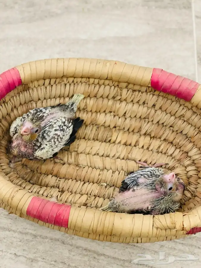 فروخ كروان لمحبين الغر 2