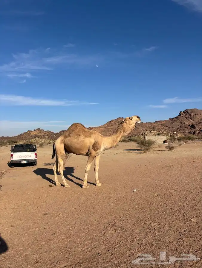 للبيع حمرا 5