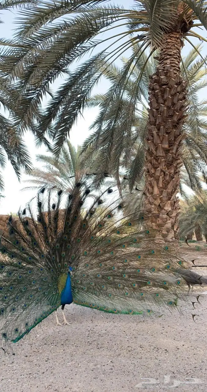 طاووس هندي وبلاك شولدر 0