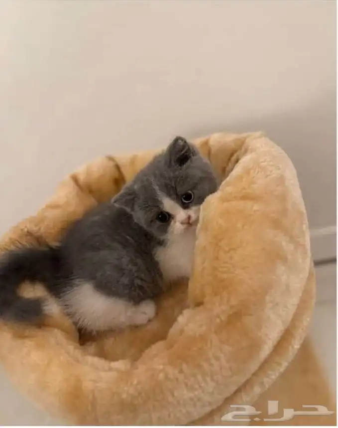 بريتش انثى مختلفة العيون ( odd eyes ) 0