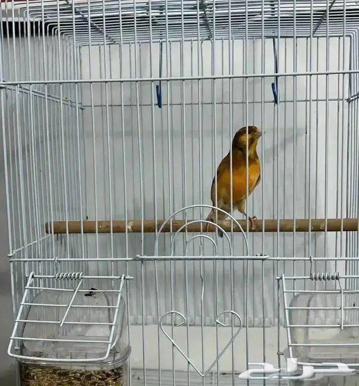 ذكر كناري تغريد ما شاء الله 2