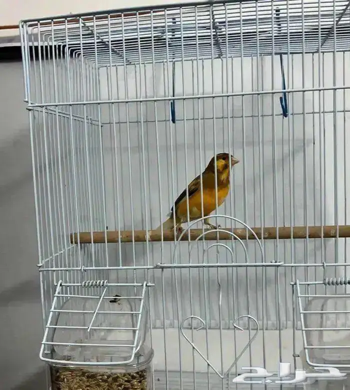 ذكر كناري تغريد ما شاء الله 0