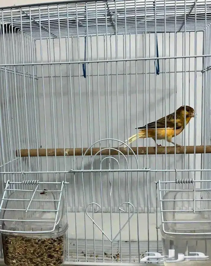 ذكر كناري تغريد ما شاء الله 1