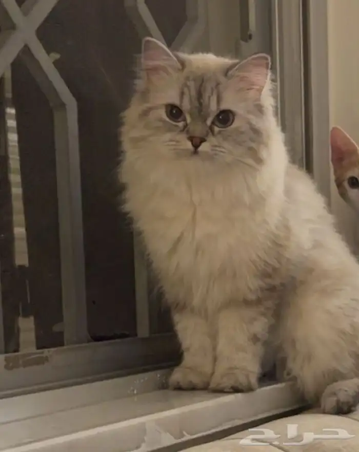 قطه للتزاوج 1