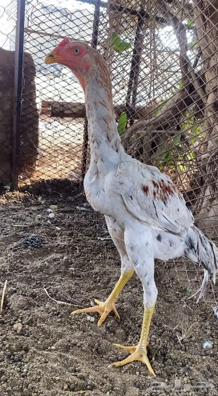 فروخ العمر 5 إلى 6 اشهر 0