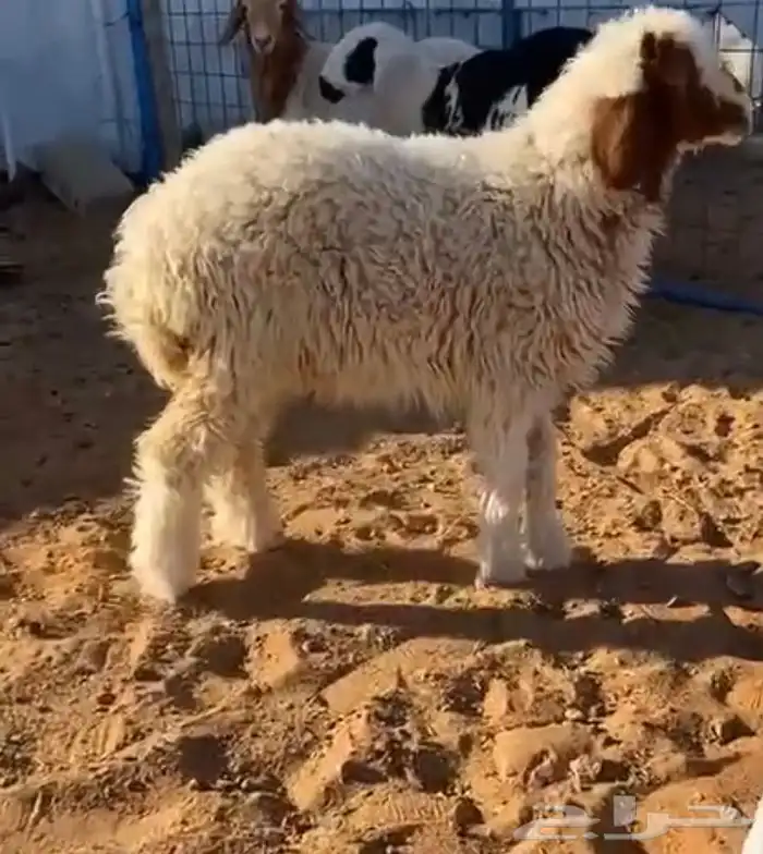 للبيع رخل نعيميه 1