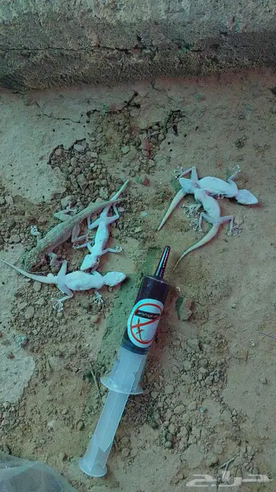 قاتل الوزغ index