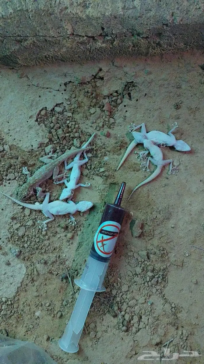 قاتل الوزغ 1