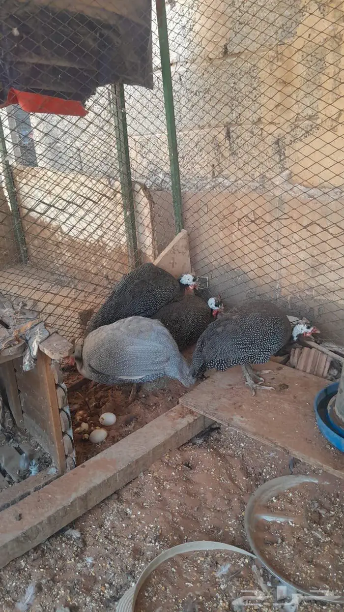 دجاج حبشي بياض العدد اربعه 0