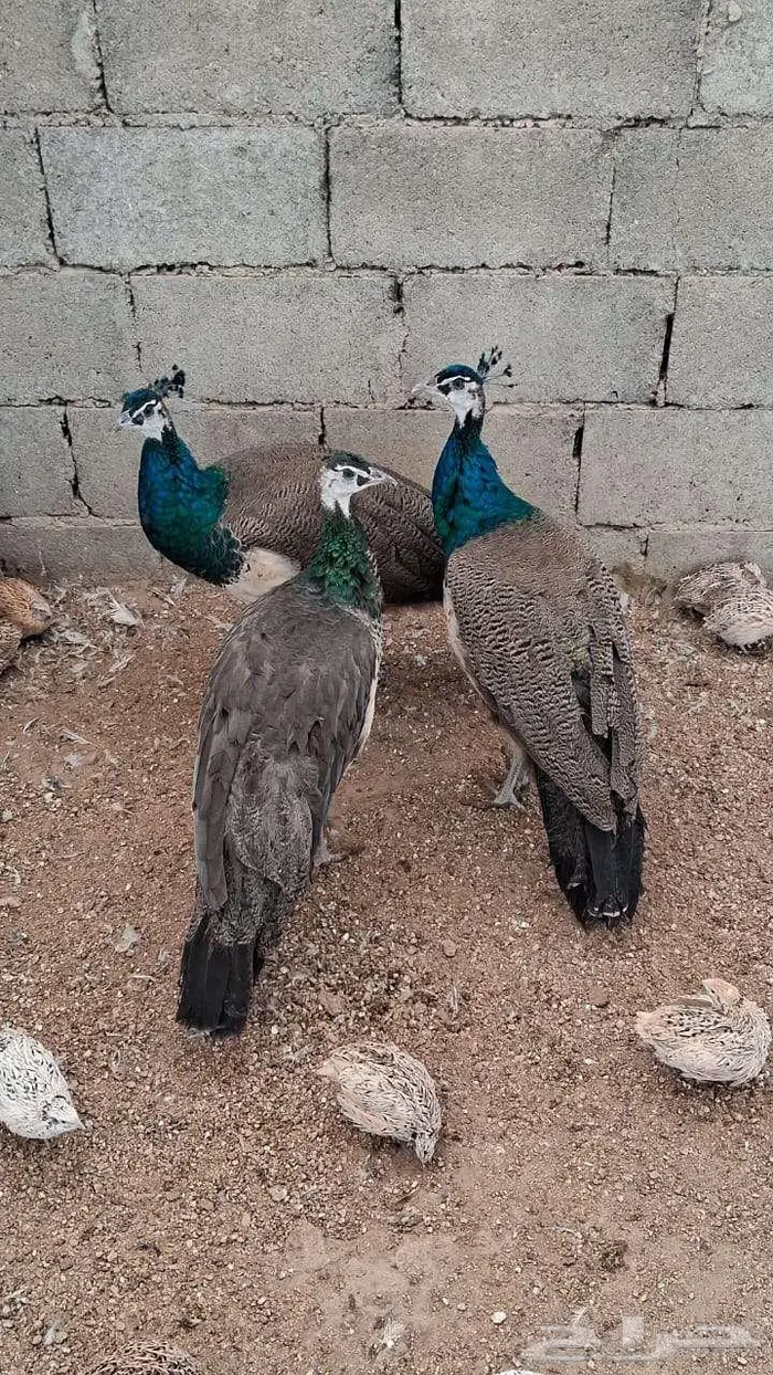 طاووس للبيع 1