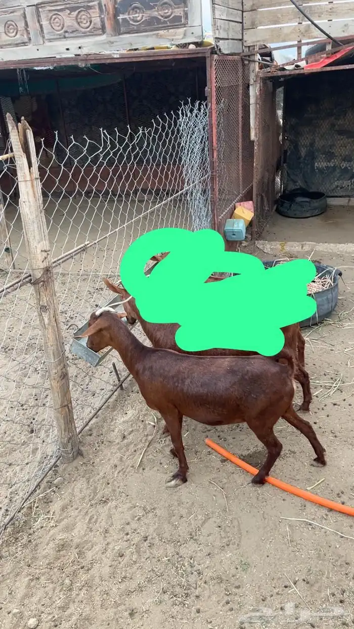 عنز حايل سمينه 0