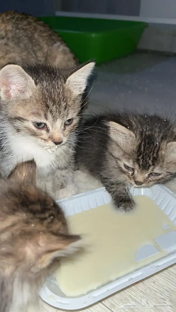 قطط للتبني 12