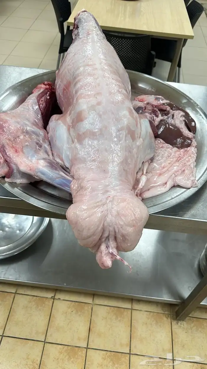 ذبايح ذبيحه حري تيوس نعيمي يوجد تمارا 2