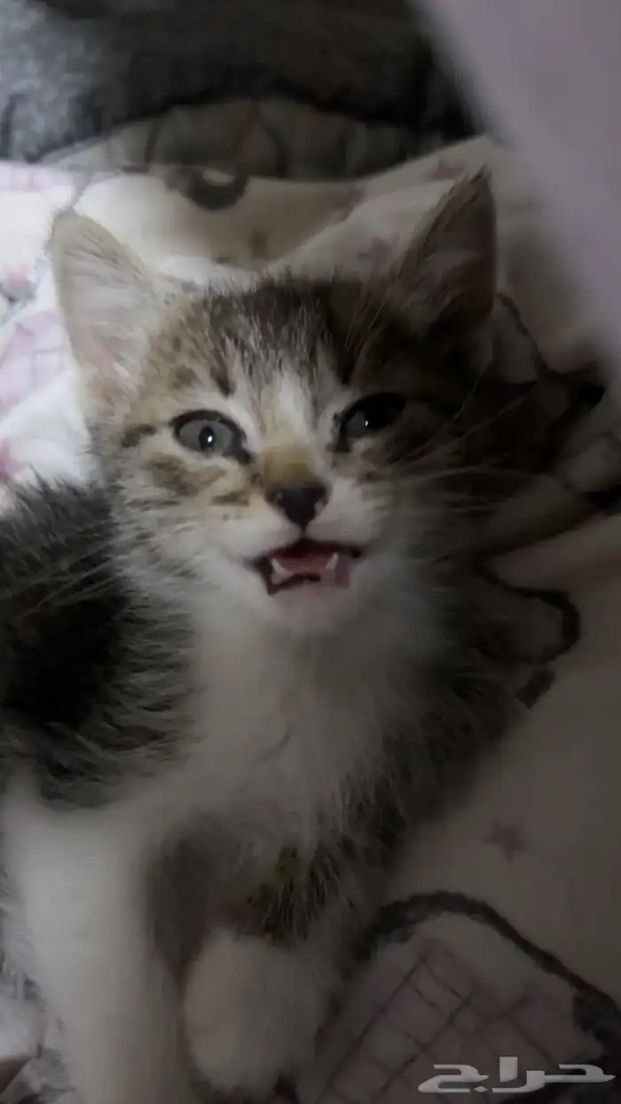 قطط للتبني 2