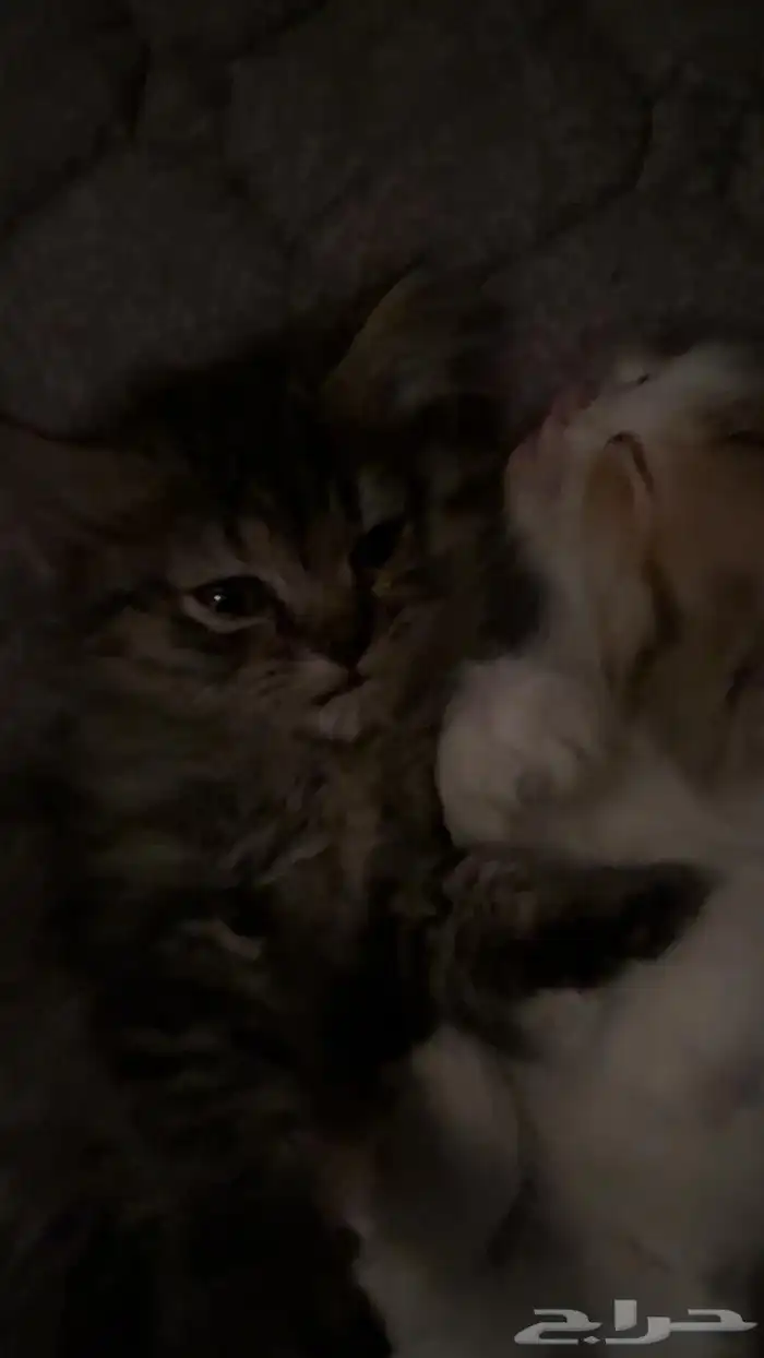 قطط للتبني 15