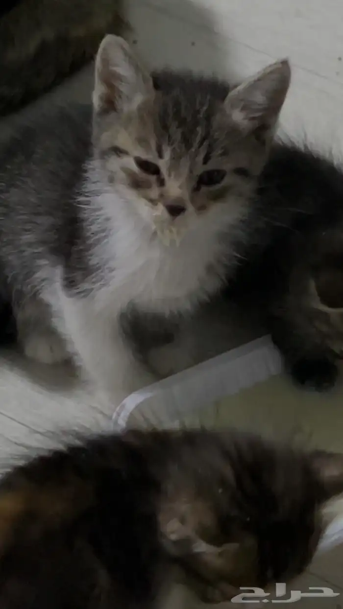 قطط للتبني 4