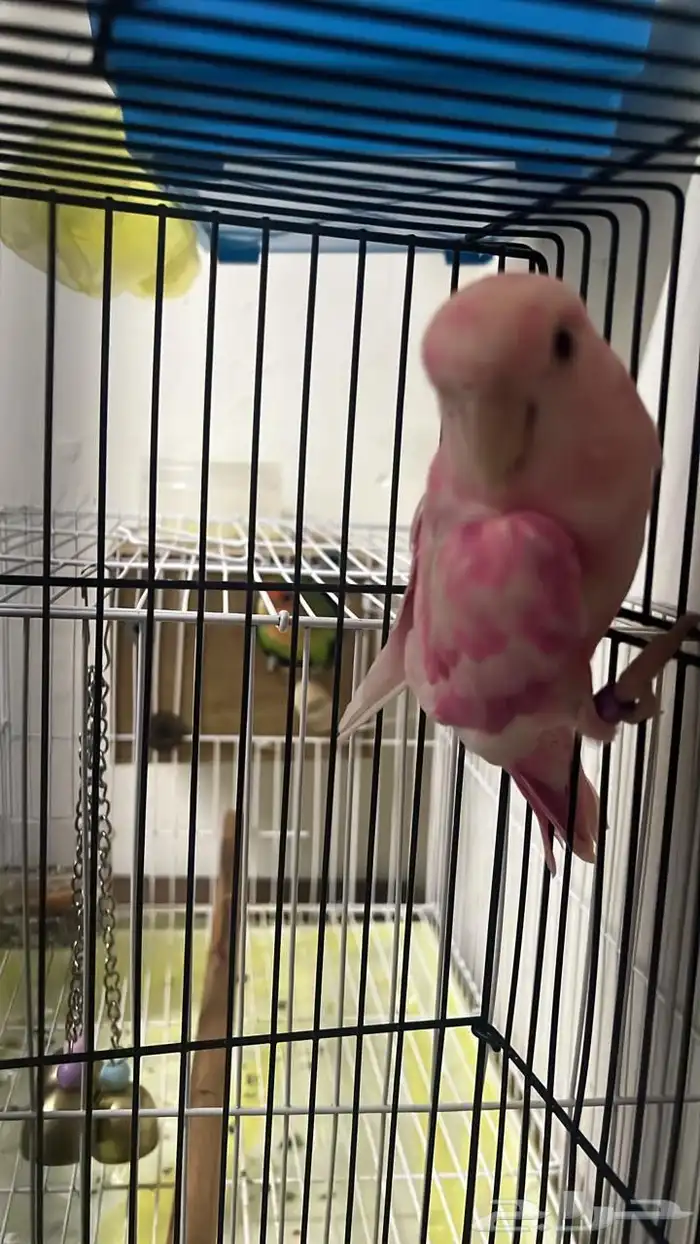 ذكر روز البينو عيون حمر غير اليف 2