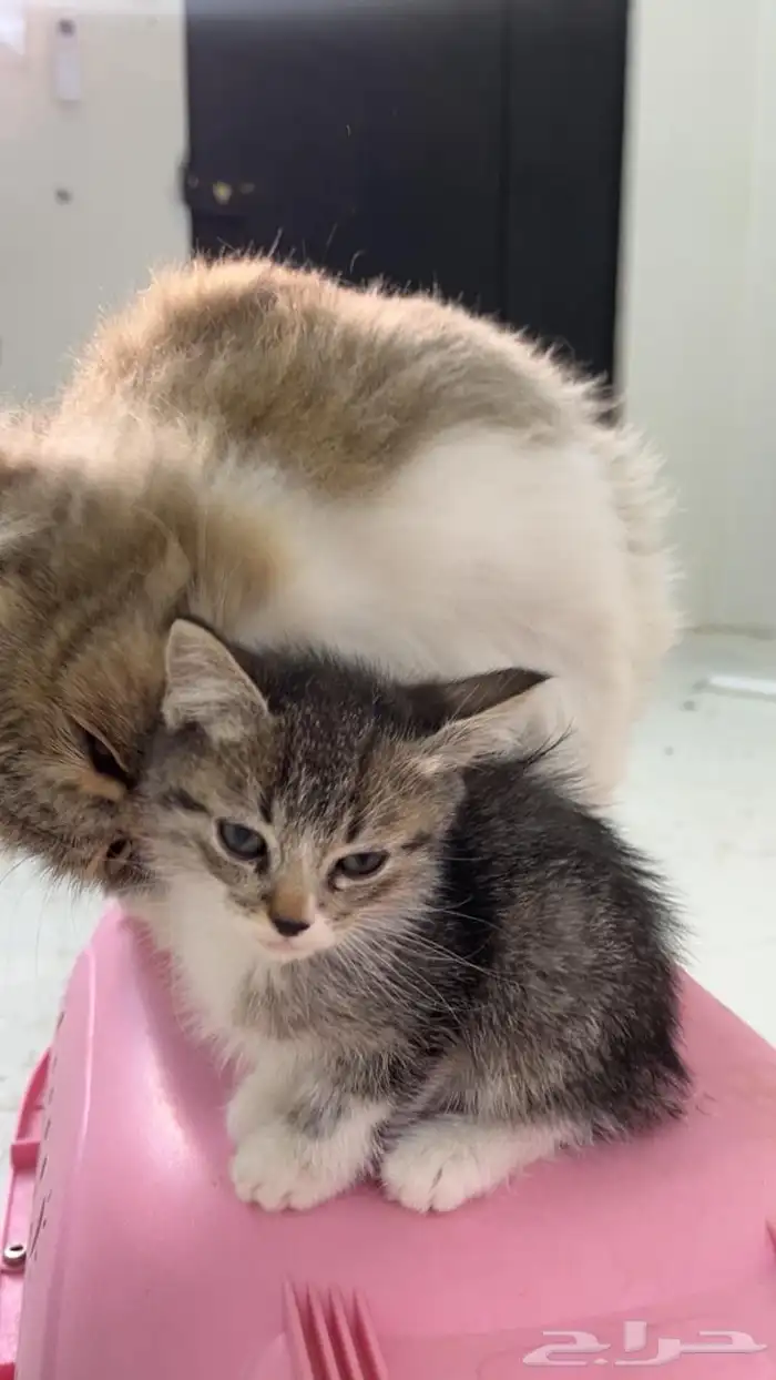 قطط للتبني 3