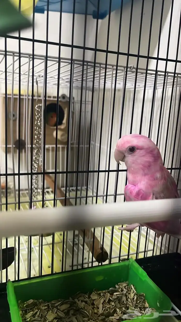 ذكر روز البينو عيون حمر غير اليف 3