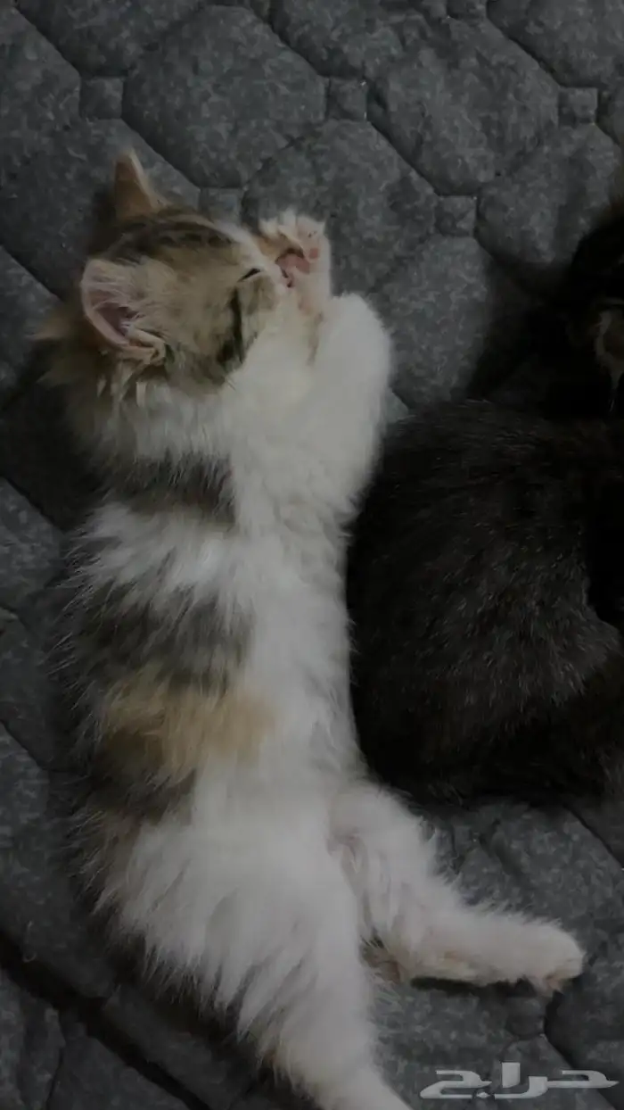 قطط للتبني 5